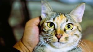 Illustration : Une &eacute;tude prouve que votre chat pr&eacute;f&egrave;re votre compagnie &agrave; la nourriture