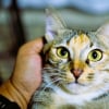 Illustration : Une &eacute;tude prouve que votre chat pr&eacute;f&egrave;re votre compagnie &agrave; la nourriture