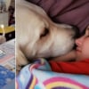 Illustration : L'attitude poignante d'un chien de th&eacute;rapie qui pleure en entrant dans la chambre vide de son humaine d&eacute;c&eacute;d&eacute;e la veille (vid&eacute;o)