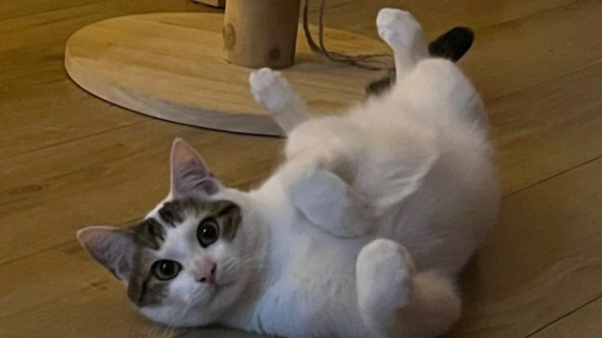 Illustration : "8 chats adultes auxquels vous pouvez offrir un foyer aimant"