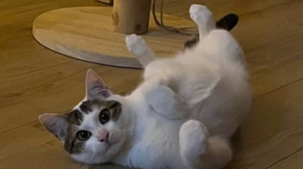 Illustration : 8 chats adultes auxquels vous pouvez offrir un foyer aimant