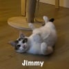 Illustration : 8 chats adultes auxquels vous pouvez offrir un foyer aimant