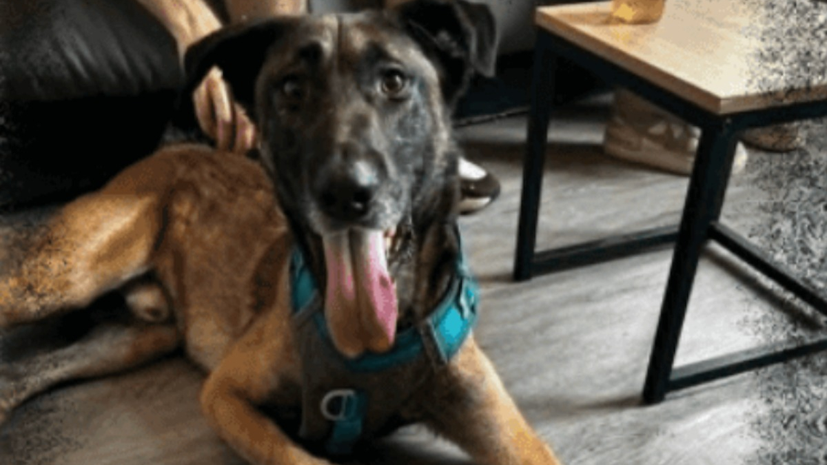 Illustration : "Donné sur un site de petites annonces puis abandonné, ce Malinois cherche une famille aimante qui ne le rejettera jamais"