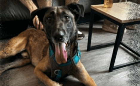 Donné sur un site de petites annonces puis abandonné, ce Malinois cherche une famille aimante qui ne le rejettera jamais