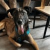 Illustration : Donn&eacute; sur un site de petites annonces puis abandonn&eacute;, ce Malinois cherche une famille aimante qui ne le rejettera jamais