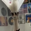 Illustration : Apr&egrave;s avoir install&eacute; un ciel de lit, elle voit ses 2 chats qu'elle vient d'adopter le transformer en aire de jeux (vid&eacute;o)