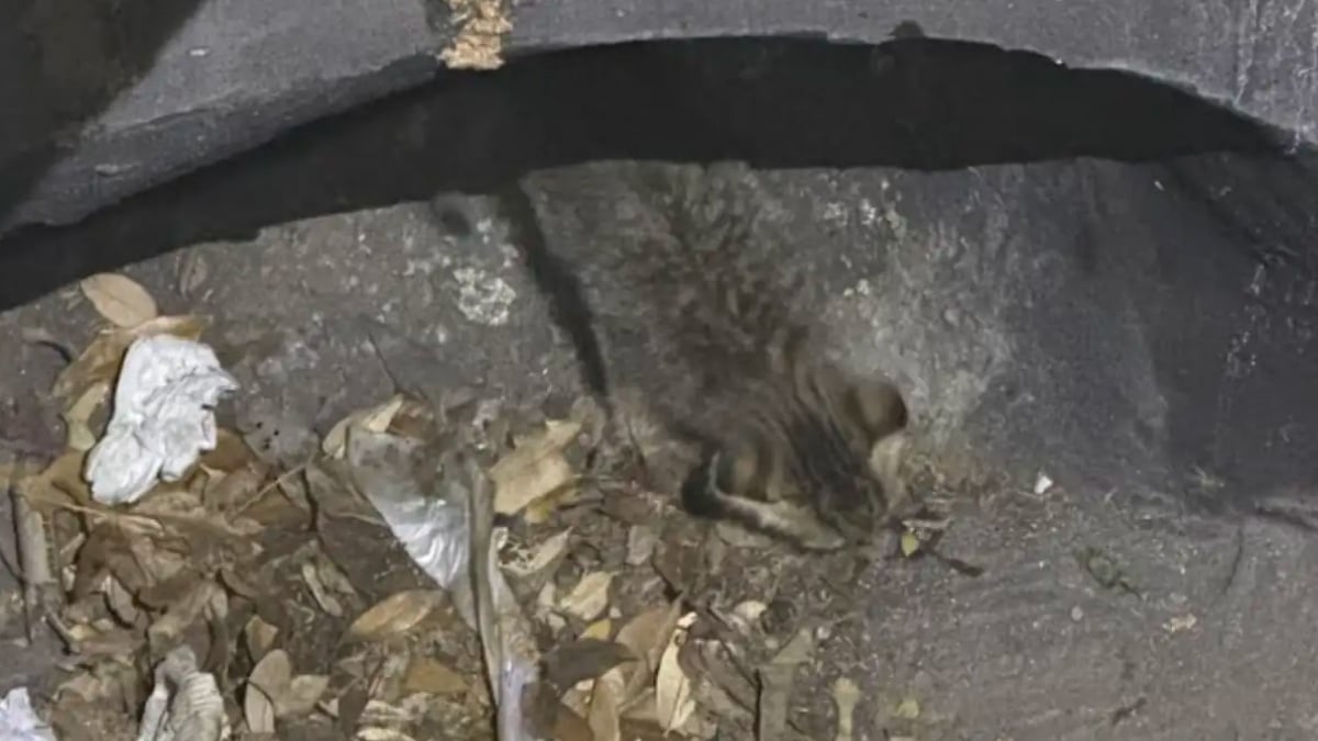 Illustration : "Alerté par des miaulements répétés, le personnel d’une école vient en aide à un jeune chaton bloqué dans les égouts"