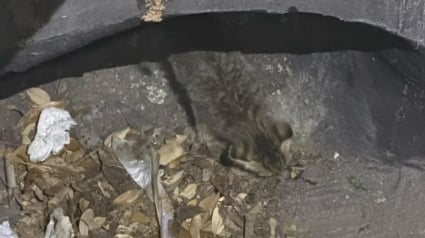 Illustration : Alert&eacute; par des miaulements r&eacute;p&eacute;t&eacute;s, le personnel d&rsquo;une &eacute;cole vient en aide &agrave; un jeune chaton bloqu&eacute; dans les &eacute;gouts