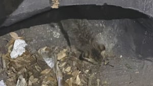 Illustration : Alert&eacute; par des miaulements r&eacute;p&eacute;t&eacute;s, le personnel d&rsquo;une &eacute;cole vient en aide &agrave; un jeune chaton bloqu&eacute; dans les &eacute;gouts