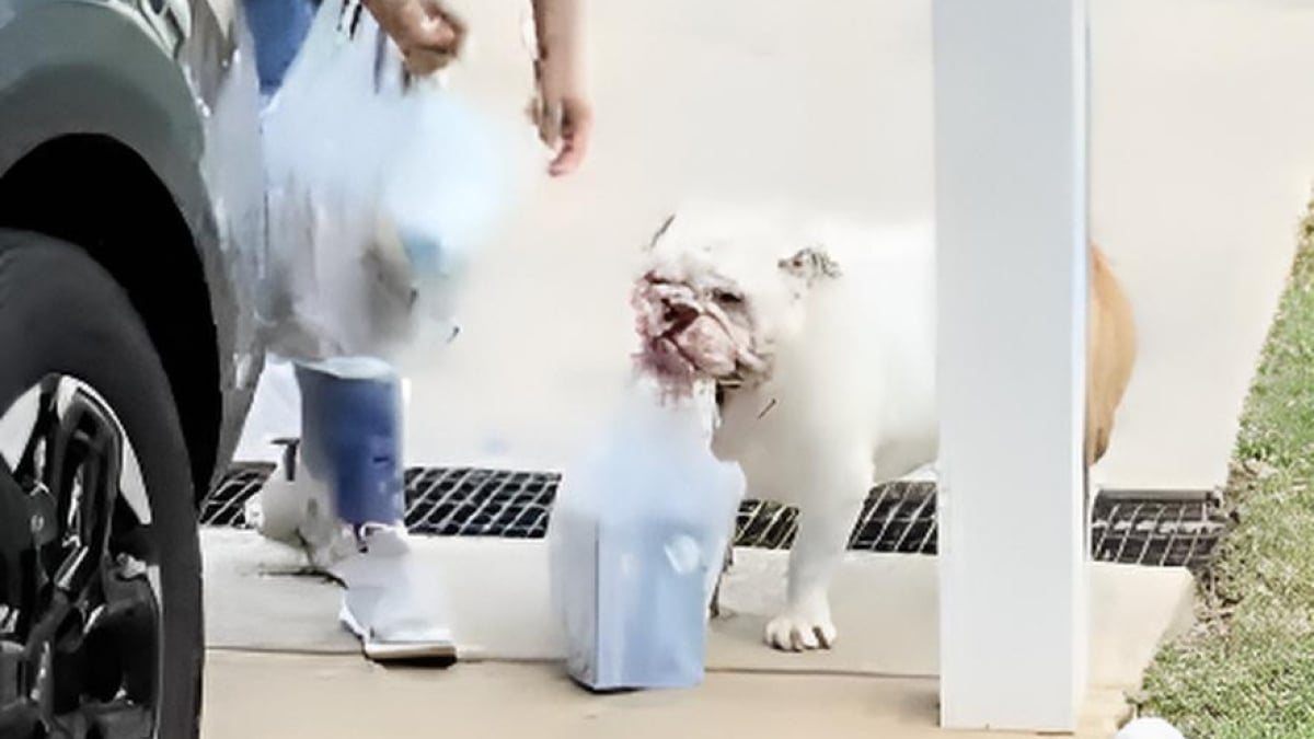 Illustration : "Ce Bouledogue Anglais refuse d’aider son maître, mais se précipite pour porter les courses lorsque sa maîtresse lui demande (vidéo)"
