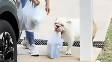 Illustration : Ce Bouledogue Anglais refuse d&rsquo;aider son ma&icirc;tre, mais se pr&eacute;cipite pour porter les courses lorsque sa ma&icirc;tresse lui demande (vid&eacute;o)