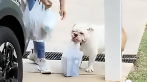 Illustration : Ce Bouledogue Anglais refuse d’aider son maître, mais se précipite pour porter les courses lorsque sa maîtresse lui demande (vidéo)