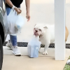 Illustration : Ce Bouledogue Anglais refuse d&rsquo;aider son ma&icirc;tre, mais se pr&eacute;cipite pour porter les courses lorsque sa ma&icirc;tresse lui demande (vid&eacute;o)