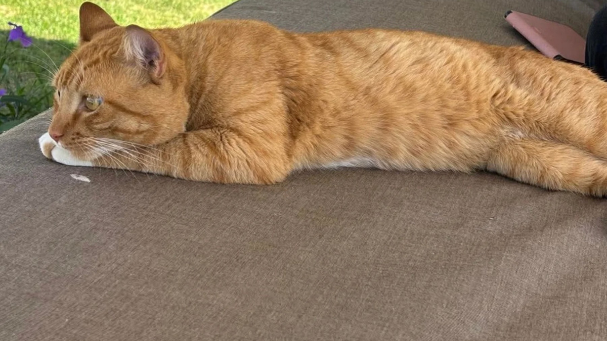 Illustration : "Une vacancière met tout en oeuvre pour sauver un chat rencontré dans un complexe hôtelier et lui offrir une vie meilleure"
