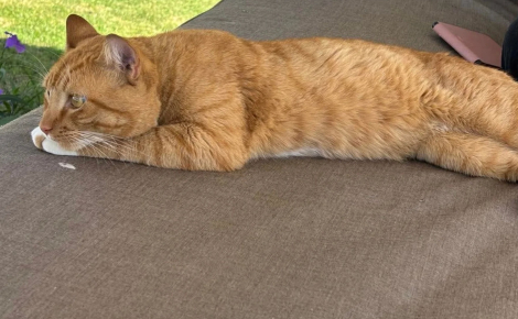 Une vacancière met tout en oeuvre pour sauver un chat rencontré dans un complexe hôtelier et lui offrir une vie meilleure