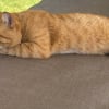 Illustration : Une vacanci&egrave;re met tout en oeuvre pour sauver un chat rencontr&eacute; dans un complexe h&ocirc;telier et lui offrir une vie meilleure