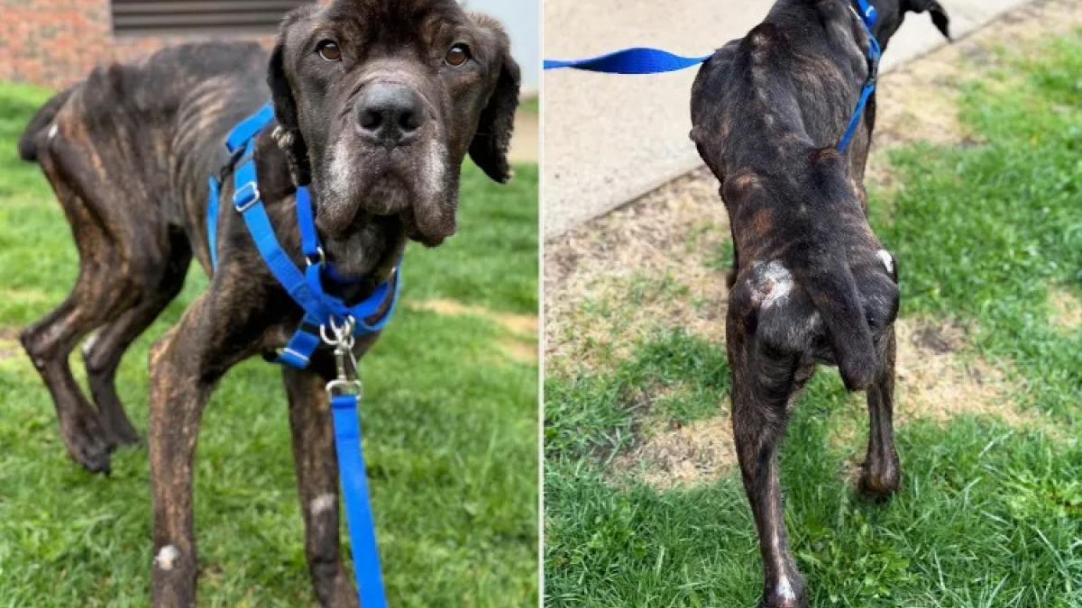 Illustration : "Secouru par une association, un Cane Corso émacié, avec une température dangereusement basse, a droit à une seconde chance"