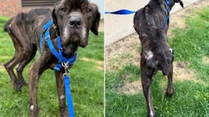 Illustration : "Secouru par une association, un Cane Corso émacié, avec une température dangereusement basse, a droit à une seconde chance"