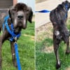 Illustration : Secouru par une association, un Cane Corso &eacute;maci&eacute;, avec une temp&eacute;rature dangereusement basse, a droit &agrave; une seconde chance