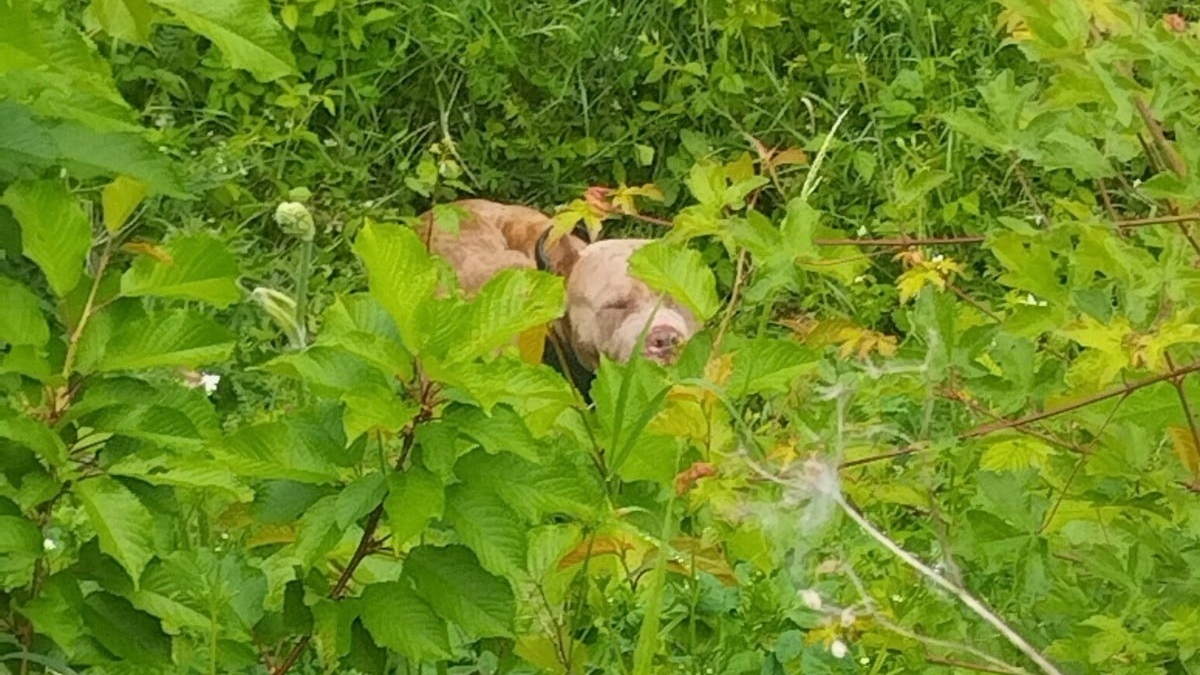 Illustration : "Un chien perdu et affamé errant dangereusement aux abords des rails est sauvé après 8 heures de ralentissement de trains en Moselle"