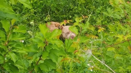 Illustration : Un chien perdu et affam&eacute; errant dangereusement aux abords des rails est sauv&eacute; apr&egrave;s 8 heures de ralentissement de trains en Moselle