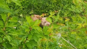 Illustration : Un chien perdu et affam&eacute; errant dangereusement aux abords des rails est sauv&eacute; apr&egrave;s 8 heures de ralentissement de trains en Moselle