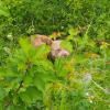 Illustration : Un chien perdu et affam&eacute; errant dangereusement aux abords des rails est sauv&eacute; apr&egrave;s 8 heures de ralentissement de trains en Moselle