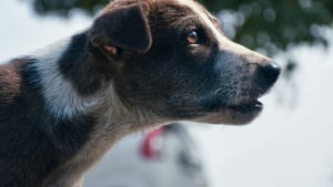 Illustration : Faut-il automatiquement punir un chien qui grogne ?