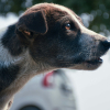 Illustration : Faut-il automatiquement punir un chien qui grogne ?