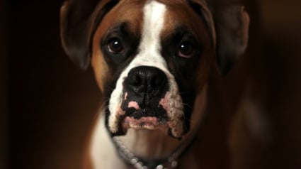 Illustration : Selon une &eacute;tude, regarder votre chien dans les yeux d&eacute;clenche l'hormone de l'amour