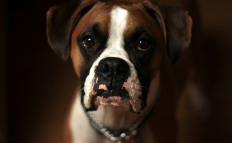 Selon une étude, regarder votre chien dans les yeux déclenche l'hormone de l'amour
