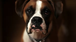 Illustration : Selon une &eacute;tude, regarder votre chien dans les yeux d&eacute;clenche l'hormone de l'amour