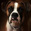 Illustration : Selon une &eacute;tude, regarder votre chien dans les yeux d&eacute;clenche l'hormone de l'amour