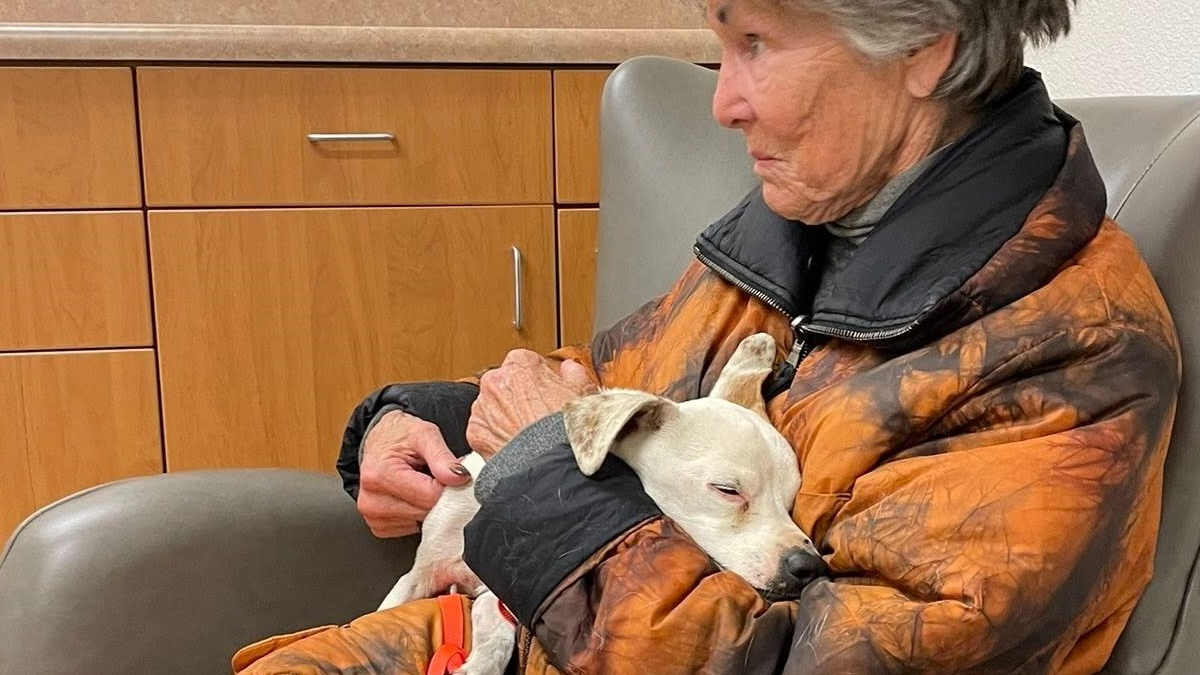 Illustration : "Une bénévole luttant courageusement contre la maladie parvient à capturer une chienne affamée et en fuite depuis 6 semaines dans la nature"