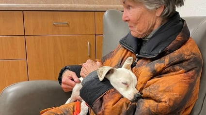 Illustration : Une b&eacute;n&eacute;vole luttant courageusement contre la maladie parvient &agrave; capturer une chienne affam&eacute;e et en fuite depuis 6 semaines dans la nature