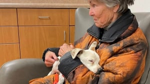 Illustration : "Une bénévole luttant courageusement contre la maladie parvient à capturer une chienne affamée et en fuite depuis 6 semaines dans la nature"