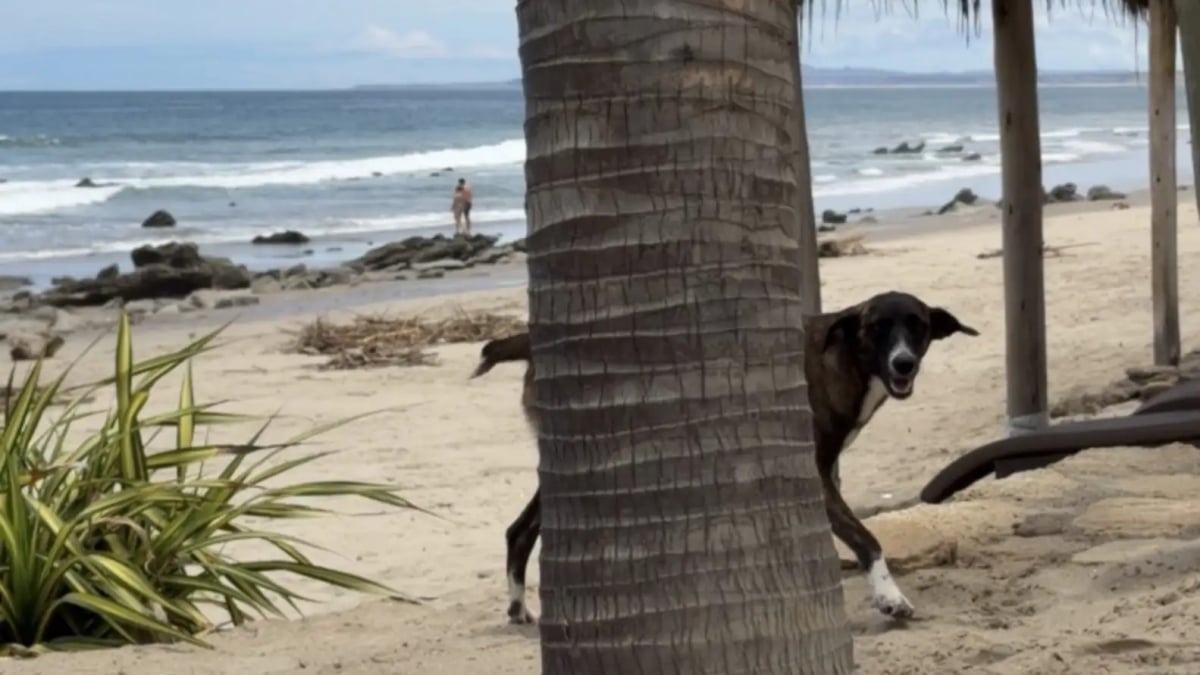 Illustration : "Pendant leurs vacances, ils croisent le regard d’une chienne errante sur une plage et décident immédiatement de changer sa vie (vidéo)"