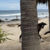Illustration : Pendant leurs vacances, ils croisent le regard d&rsquo;une chienne errante sur une plage et d&eacute;cident imm&eacute;diatement de changer sa vie (vid&eacute;o)