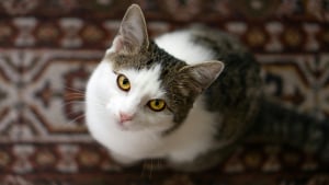 Illustration : Cognition f&eacute;line : les chats comprennent les lois de la physique gr&acirc;ce au bruit