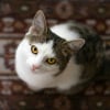 Illustration : Cognition f&eacute;line : les chats comprennent les lois de la physique gr&acirc;ce au bruit
