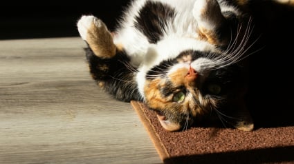 Illustration : Pourquoi votre chat se roule-t-il par terre quand vous rentrez ?