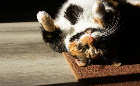 Pourquoi votre chat se roule-t-il par terre quand vous rentrez ?