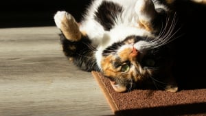 Illustration : Pourquoi votre chat se roule-t-il par terre quand vous rentrez ?