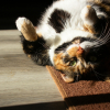 Illustration : Pourquoi votre chat se roule-t-il par terre quand vous rentrez ?