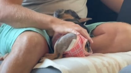 Illustration : Abandonn&eacute;e apr&egrave;s avoir v&eacute;cu en cage et encha&icirc;n&eacute; les port&eacute;es, cette petite chienne d&eacute;couvre la tendresse sur les genoux de son adoptant (vid&eacute;o)