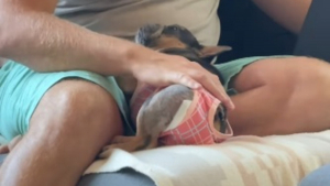 Illustration : Abandonnée après avoir vécu en cage et enchaîné les portées, cette petite chienne découvre la tendresse sur les genoux de son adoptant (vidéo)