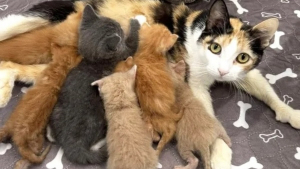 Illustration : "Une chatte polydactyle secourue avec son unique chaton en adopte 6 autres devenus orphelins"