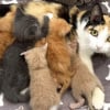 Illustration : Une chatte polydactyle secourue avec son unique chaton en adopte 6 autres devenus orphelins