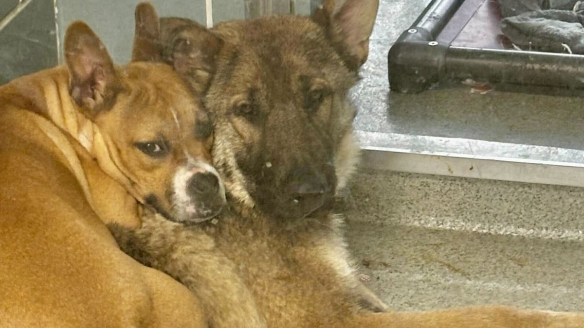 Illustration : "Le duo inséparable formé par un Berger Allemand et un Chihuahua croisé retrouvé près d’une voie ferrée est adopté ensemble (vidéo)"