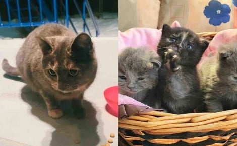 Par un froid glacial, une personne bienveillante sauve une chatte errante affamée, sans se douter qu’elle attendait 4 chatons
